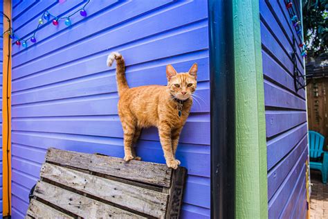 Where to Adopt a Four-Legged Friend in NOLA | Where Y'at New Orleans