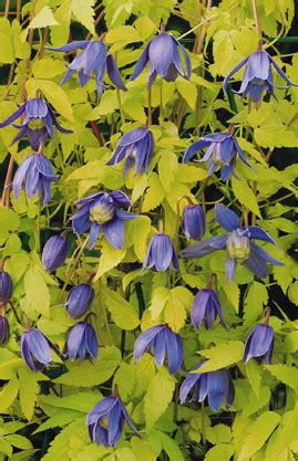 Check spelling or type a new query. Products - Bluebird Nursery, Inc