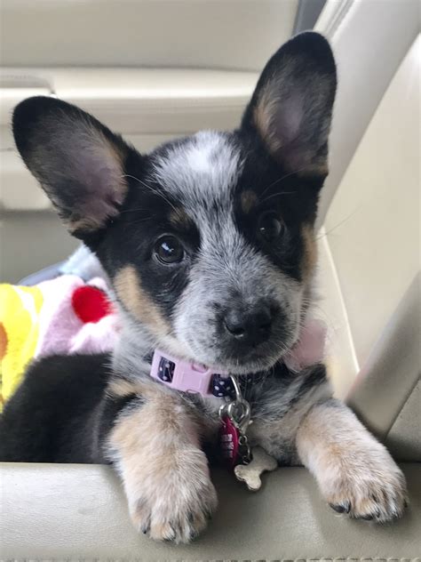 We specialize in raising high quality puppies with amazing temperments. Cowboy Corgi Puppy named Dixie | Heeler puppies, Cattle ...