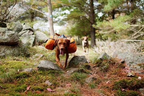 Top 7 Best Dog Hiking Packs Of 2020 The Adventure Junkies