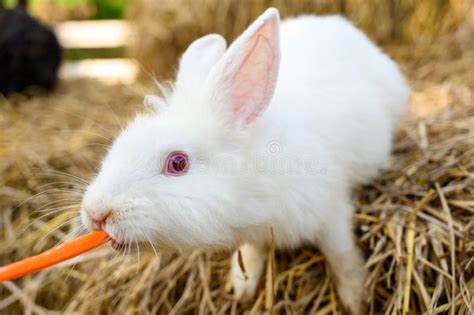 Cute White Rabbit Bunny Domestic Pet Eating Carrot On Hay Rabbit Farm