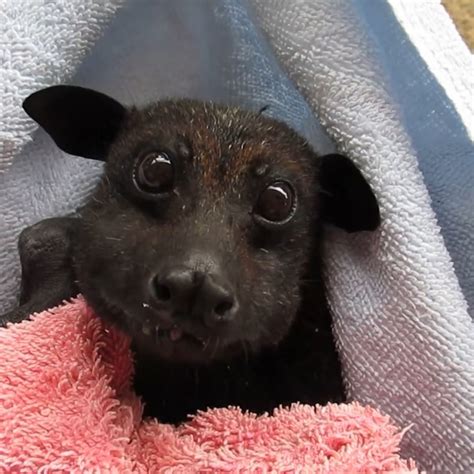 Video Rescued Bat Munching On Bananas Makes Us Realize That Bats Are