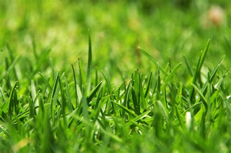 Long Green Grass Free Stock Photo Public Domain Pictures