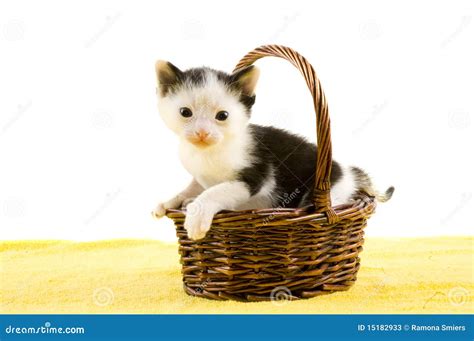 Baby Kitten In A Basket Stock Photos Image 15182933