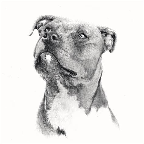 Pitbull Art Dog Drawing Bull Terrier Art
