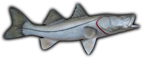 Snook Fish Mount And Fish Replicas Coast To Coast