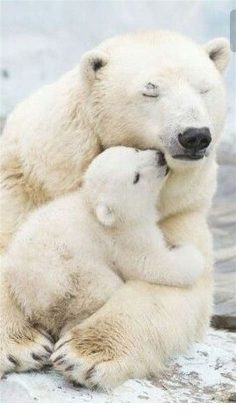 A Baby Bear Kids His Motherlovely Nature Hayvanlar Kutup Ayıları