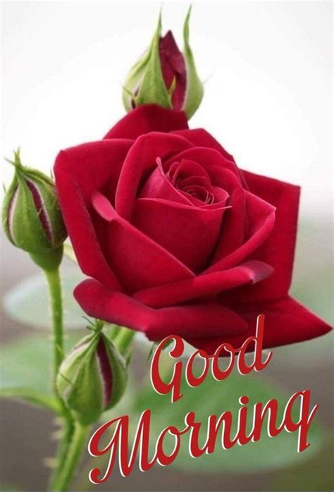 Good morning flowers pictures gif 2019 is specially crafted with a beautifully realistic and beautifully animated flower morning background. Good Morning Rose | Beautiful rose flowers, Rose flower ...