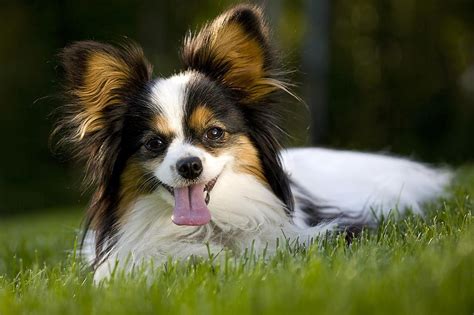 After many weeks of planning, he managed to escape on a raft and sailed hundreds of miles to colombia. Papillon Dog Breed Profile