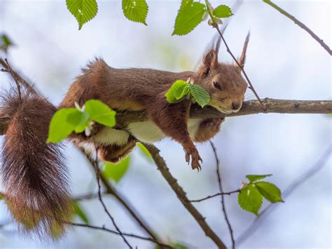 Squirrels With Personalities Cheeky Photos Reveal The Fun Side Of