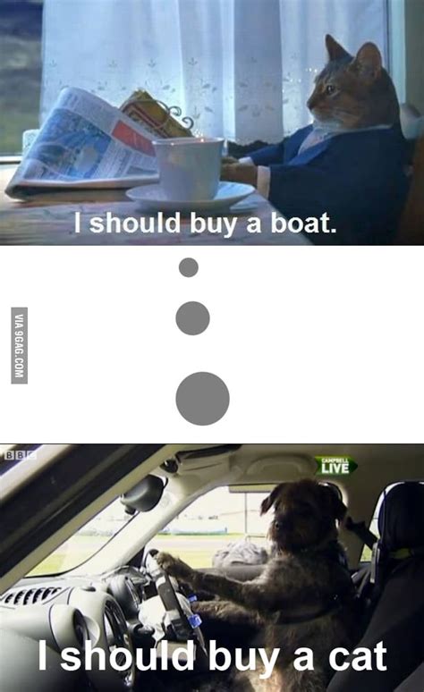 I Should Buy A Boat I Should Buy A Cat 9gag