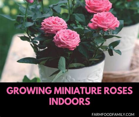 Growing Miniature Roses Indoors Care Feeding And More In 2020