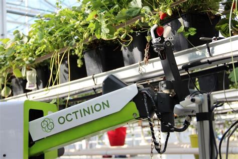 Strawberry Picking Robot Could Harvest Enough Fruit For Wimbledon