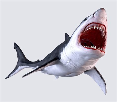 White Shark 3d Model Cgtrader
