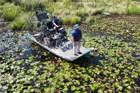 Human Remains Found Inside Alligator Suspected In Ida Attack