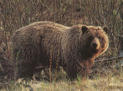 Grizzly Bear Ursus Arctos Horribilis 회색곰불곰 아종 Image Only