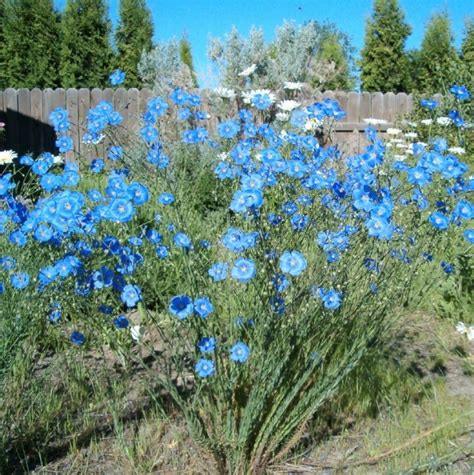 Lewis Blue Flax Cbwnps Native Plant Sale