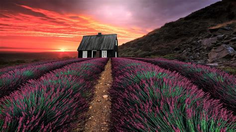 Sunset Over House In Lavender Field Hd Wallpaper Background Image