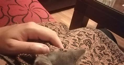 This Is Hannibal He Played Too Much And Fell Asleep On My Lap Imgur