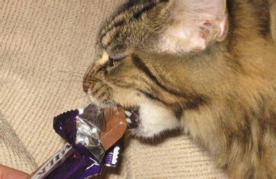 Cat owners frequently wonder which human foods are toxic to their pets. Can Cats Eat Peanut Butter 2021 OK Safe or Bad for ...