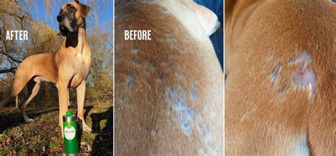 Jens The Great Dane Battled With Thinning Hair And Bald Spots Nutrolin®