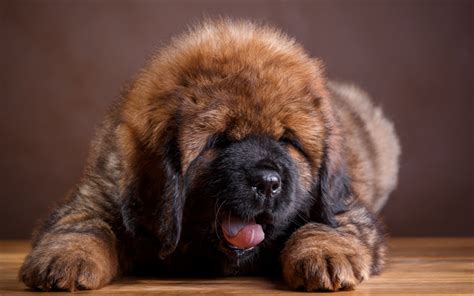 Download Wallpapers Tibetan Mastiff Little Brown Puppy Cute Animals