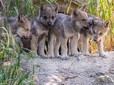 Wolf Cubs Debut At Oakland Zoo Piedmont Ca Patch
