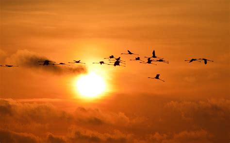 Flock Of Birds Sunset Sun Sky Flamingos HD Wallpaper Wallpaper Flare