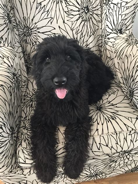 Our Sweet Giant Schnoodle Barney 4 Months Here Schnoodle Dog Puppy