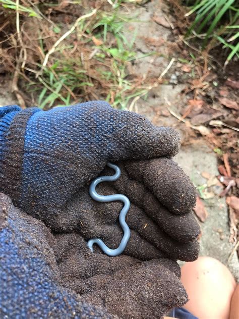 It Looks Kind Of Like A Worm But Its Blue And Has Scales Found In