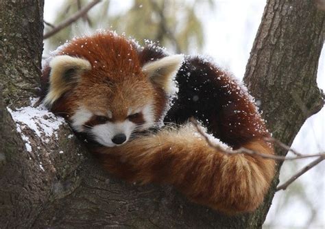 17 Reasons Red Pandas Are Earth Shatteringly Cute Cute