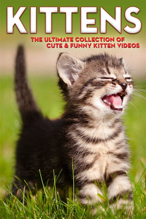 kittens the ultimate collection of cute and funny kitten videos 2006 the poster database tpdb