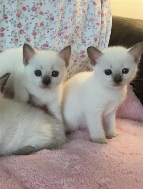 It's free to post an ad. Siamese Cats For Sale | Philadelphia, PA #247208 | Petzlover