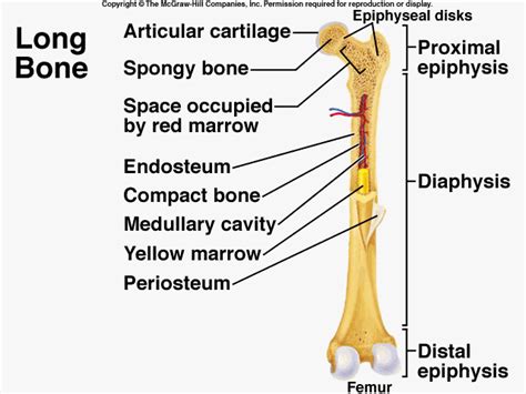 454901 Long Bone Structure Diagram 640×480 Human Anatomy And