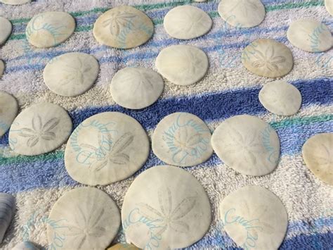 How To Bleach Sand Dollars White Change Comin