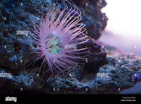 Beautiful Sea Anemone Lighting Up In Purple Blue And Pink Vibrant