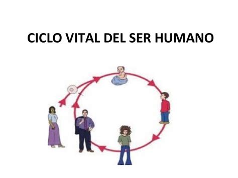Ciclo Vital Del Ser Humano 03 09 13 1 By Jenisse Issuu