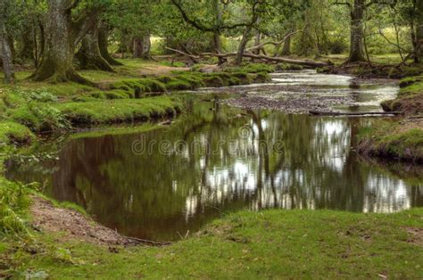 Beautiful Lush Forest Scene With Stream Royalty Free Stock Photography