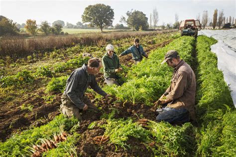 A Small Group Of People Harvesting Autumn Vegetables In The Fields On A