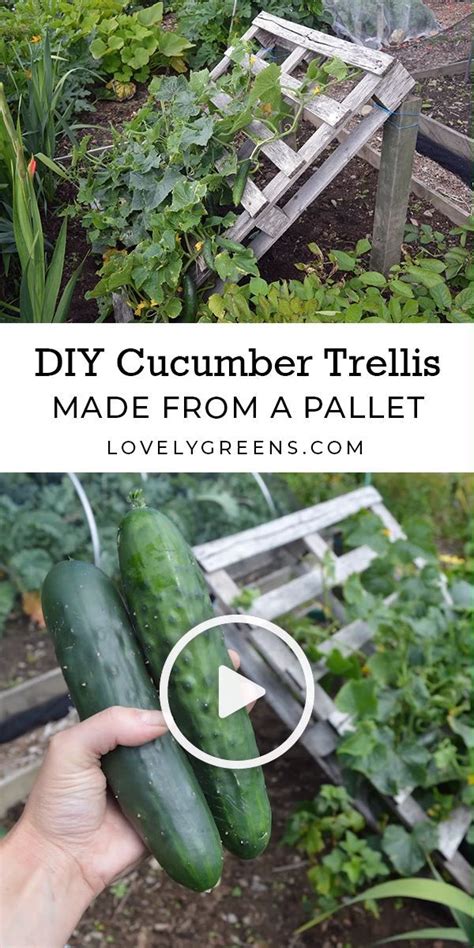 Diy Cucumber Palate From A Palette Cucumber Trellis Vegetable