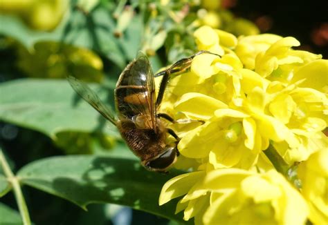 Choose seeds to grow that will flower this year. Urban Pollinators: Winter flowers for bees and other ...
