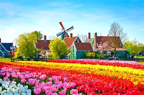 Beyond Amsterdam- Windmills, Flowers and Hidden Treasures of Holland