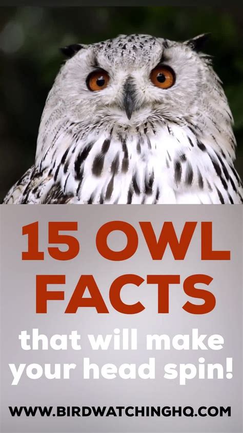 15 Fun And Interesting Facts About Owls 2021 Owl Facts Owl Facts