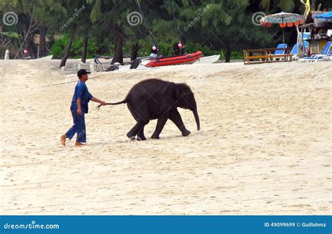 Baby Elephant On The Beach Editorial Stock Image Image Of Beach 49099699