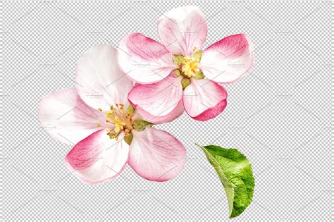 Apple Tree Blossom Png Graphic Objects Creative Market