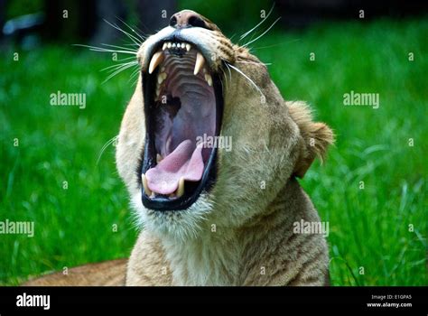 A Female Lion Yawning With Its Mouth Wide Open And Teeth Showing Stock