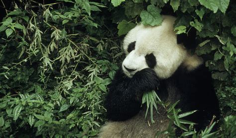 Giant Panda Species Facts Info And More Wwfca