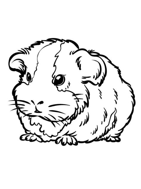 Guinea Pig coloring pages