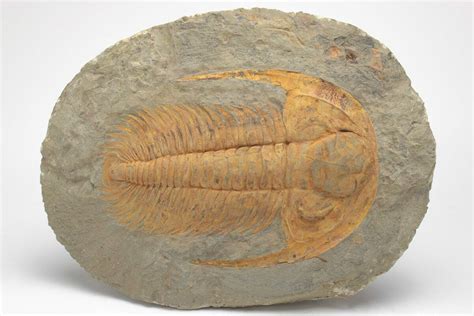 48 Cambrian Trilobite Acadoparadoxides Tinjdad Morocco 206625