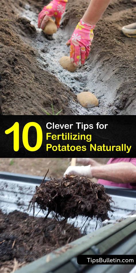 Fertilize Potatoes Naturally Fantastic Organic Potato Food